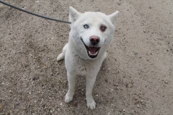 Goobs -  Mixed Breed Dog for Adoption in Mccall, Idaho - Goobs | PetCurious
