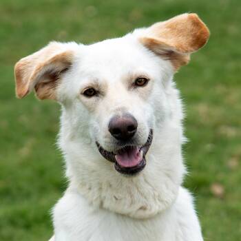 Rescue German Shepherd Dog and Great Pyrenees Dogs for Adoption in Dripping Springs, Texas - Merlin | PetCurious