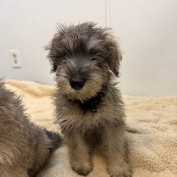 Hutch -  Schnauzer Dog for Adoption in Las Vegas, Nevada - Hutch | PetCurious