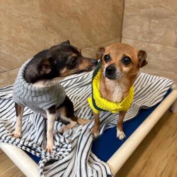Papito -  Chihuahua Dog for Adoption in Philadelphia, Pennsylvania - Papito | PetCurious