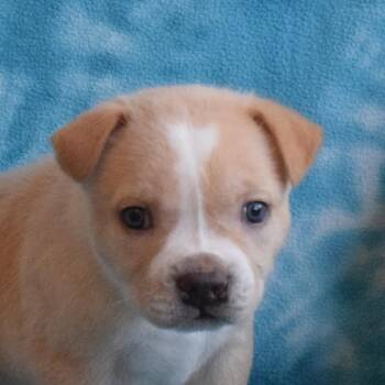 John -  Australian Cattle Dog Blue Heeler and Mixed Breed Dog for Adoption in Eureka, California - John | PetCurious