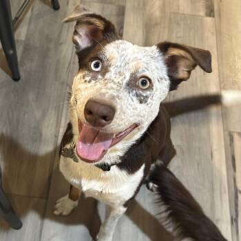 Lucy -  Australian Shepherd Dog for Adoption in Olympia, Washington - Lucy | PetCurious
