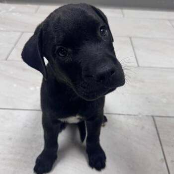 Backflip -  Labrador Retriever Dog for Adoption in Lufkin, Texas - Backflip | PetCurious