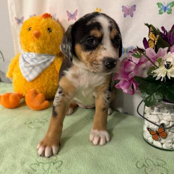 Catahoula Leopard Dog Dogs Available for Adoption - Lolly | PetCurious