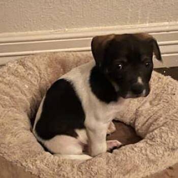 Dough -  Cattle Dog and Mixed Breed Dog Available for Adoption in Fort Collins, Colorado - Dough | PetCurious