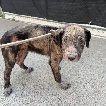 Mamie -  Pit Bull Terrier and Mixed Breed Dog for Adoption in Rossville, Georgia - Mamie | PetCurious