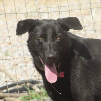 Houdini -  Shepherd Dog for Adoption in Columbia, South Carolina - Houdini | PetCurious