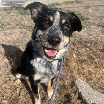 Tooner -  Mixed Breed Dog for Adoption in Spokane, Washington - Tooner | PetCurious