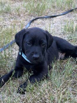 Braden -  Labrador Retriever Dog for Adoption in Seattle, Washington - Braden | PetCurious