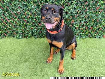 CHACHA -  Mixed Breed Dog for Adoption in West Palm Beach, Florida - CHACHA | PetCurious