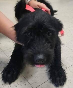 Tina -  Standard Poodle and Mixed Breed Dog for Adoption in Kansas City, Missouri - Tina | PetCurious
