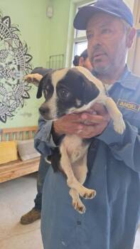Chihuahua Dogs Available for Adoption in New Braunfels, Texas - Harry Potter (B/W No Name Yet) | PetCurious