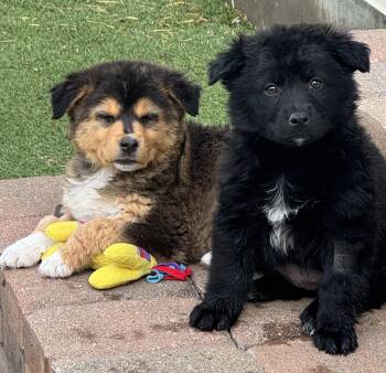 Border Collie and Great Pyrenees Dogs Available for Adoption - Onyx | PetCurious