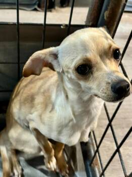 Chihuahua Dogs Available for Adoption - Claire | PetCurious