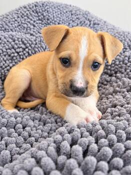 Luis -  Labrador Retriever and Boxer Dog for Adoption in Greensboro, North Carolina - Luis | PetCurious