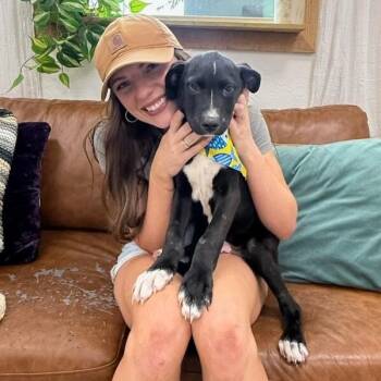 American Staffordshire Terrier and Pit Bull Terrier Dogs Available for Adoption in Friendswood, Texas - Bean Lakers | PetCurious