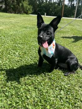 Dixie -  Mixed Breed Dog for Adoption in Upper Sandusky, Ohio - Dixie | PetCurious
