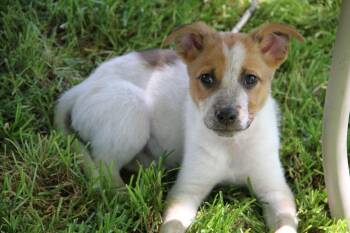 Mr. Banks -  Cattle Dog Dog for Adoption in Salt Lake City, Utah - Mr. Banks | PetCurious
