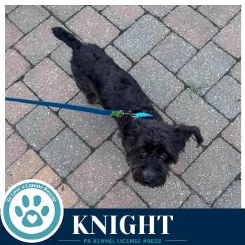 Knight 091226 -  Schnauzer Dog for Adoption in Kimberton, Pennsylvania - Knight 091226 | PetCurious