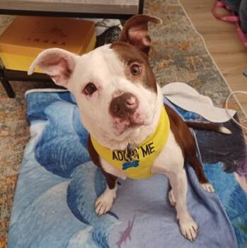 Rescue Mixed Breed Dogs for Adoption in Chamblee, Georgia - Kylie | PetCurious