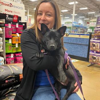 Terrier Dogs Available for Adoption - ROSA | PetCurious