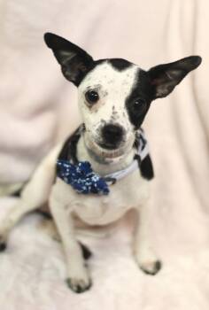 Meeker in NH. Come Meet our Adoptable Dogs Wednesday-Saturday. M -  Chihuahua Dog for Adoption in Manchester, New Hampshire - Meeker In NH. Come Meet Our Adoptable Dogs Wednesday-Saturday. M | PetCurious