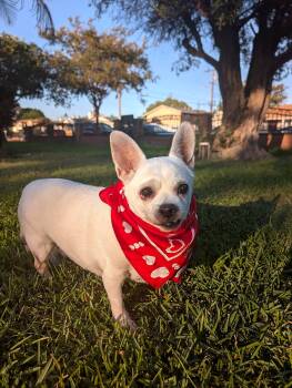 Luna -  Chihuahua Dog for Adoption in Redondo Beach, California - Luna | PetCurious