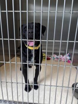 Domino -  Labrador Retriever Dog for Adoption in Kalamazoo, Michigan - Domino | PetCurious