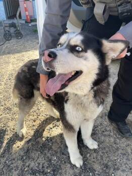 Siberian Husky Dogs Available for Adoption in Casper, Wyoming - DIPSTICK | PetCurious