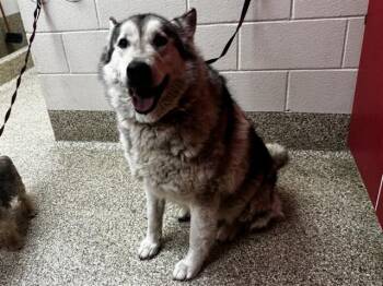 Siberian Husky Dogs Available for Adoption in Colorado Springs, Colorado - BALTO | PetCurious
