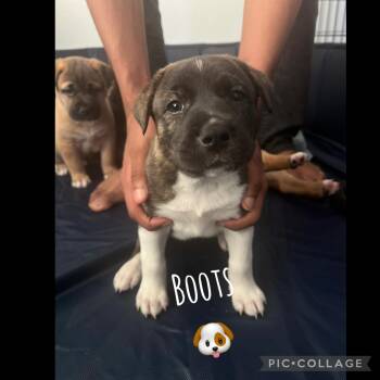 Akita and American Staffordshire Terrier Dogs Available for Adoption - Boots | PetCurious