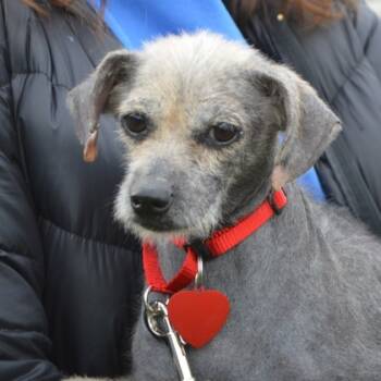 Rescue Chihuahua and Mixed Breed Dogs for Adoption in Elk Grove Village, Illinois - Noelle | PetCurious