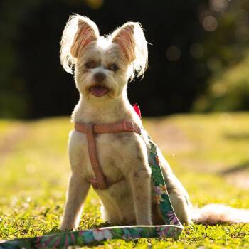 Papillon and Pomeranian Dogs Available for Adoption - Fifi | PetCurious