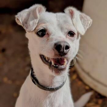 Rescue Jack Russell Terrier and Rat Terrier Dogs for Adoption in Mountain Center, California - Cowpoke | PetCurious