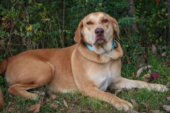 Mixed Breed Dogs Available for Adoption in Columbia, Tennessee - Rukia | PetCurious