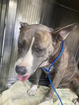 Rescue Mixed Breed Dogs for Adoption in Dallas, Texas - ZOEY | PetCurious