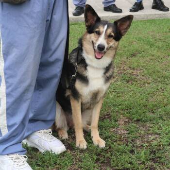 Kubota - TRAINED DOG -  German Shepherd Dog and Australian Shepherd Dog for Adoption in Miami, Florida - Kubota - TRAINED DOG | PetCurious