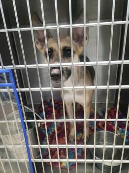 Daffodil -  German Shepherd Dog Dog for Adoption in Kingman, Arizona - Daffodil | PetCurious