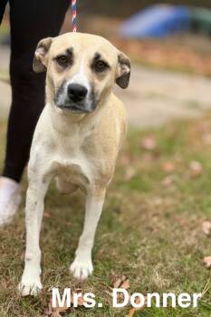 Rescue Labrador Retriever and Hound Dogs for Adoption in Cambridge, Maryland - Mrs. Donner | PetCurious