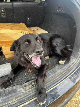 Joe -  Border Collie and Flat Coated Retriever Dog for Adoption in Boulder, Colorado - Joe | PetCurious