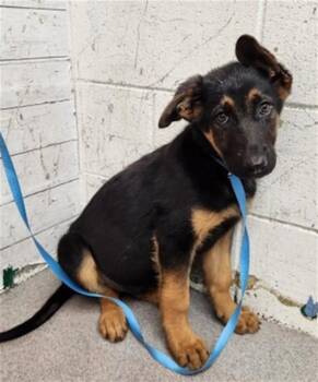 REX -  German Shepherd Dog Dog for Adoption in San Bernardino, California - REX | PetCurious