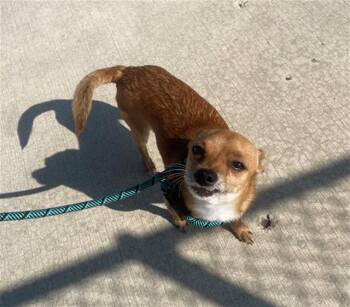 DENNY -  Chihuahua Dog for Adoption in Geneva, Illinois - DENNY | PetCurious