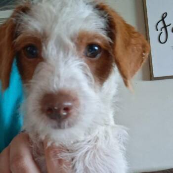 Sally -  Chihuahua and Poodle Dog for Adoption in Dayton, Ohio - Sally | PetCurious