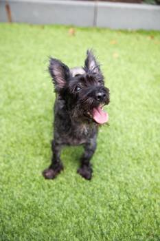 Rescue Terrier Dogs for Adoption in Montclair, New Jersey - Pepper | PetCurious