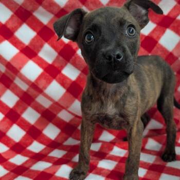 Puppy A -  Mixed Breed Dog for Adoption in Jefferson City, Tennessee - Puppy A | PetCurious