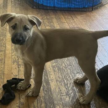 Linda - Home to Home -  German Shepherd Dog and Black Labrador Retriever Dog for Adoption in South Elgin, Illinois - Linda - Home To Home | PetCurious