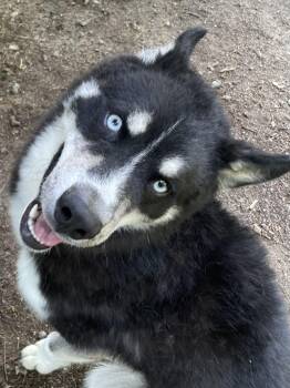 NIKOLAJ -  Husky and Shiba Inu Dog for Adoption in Heathsville, Virginia - NIKOLAJ | PetCurious