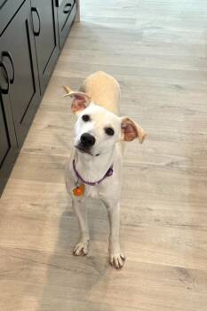 Rescue Labrador Retriever and Shepherd Dogs for Adoption in West Milwaukee, Wisconsin - Janeane $450 | PetCurious