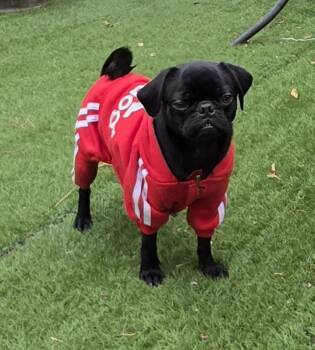 Nick -  Pug Dog for Adoption in Fallbrook, California - Nick | PetCurious