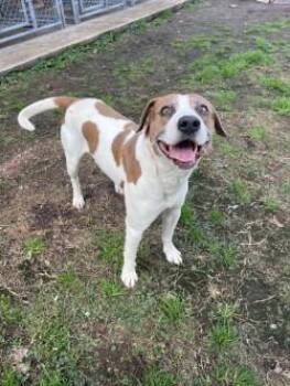 SARGE CAMDEN -  Pit Bull Terrier and Mixed Breed Dog for Adoption in Woodbine, Georgia - SARGE CAMDEN | PetCurious